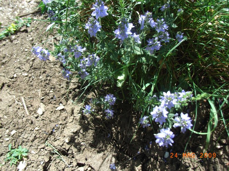 Veronica orsiniana / Veronica di Orsini